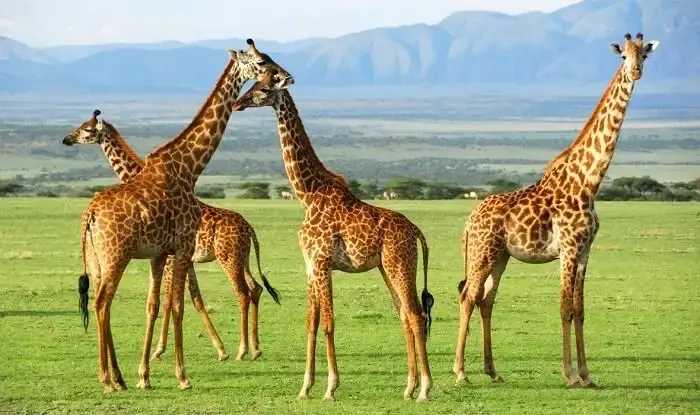 tanzania-luxury-safari-tour